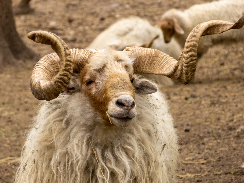 stogosa sheep / Ovis gmelini aries
