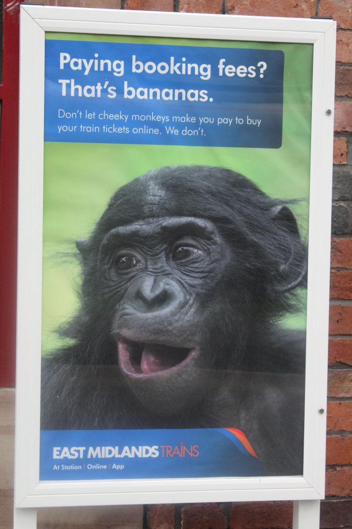 STOKEBONOBO