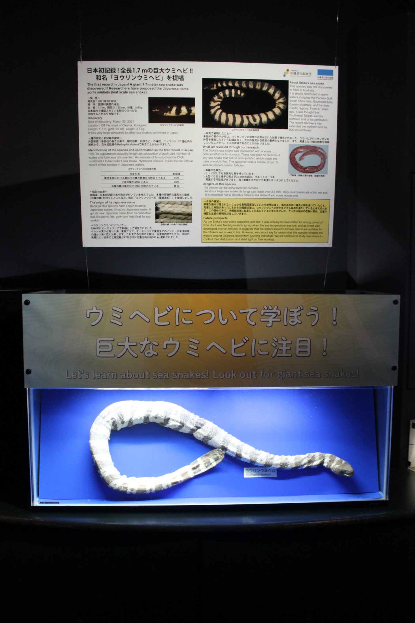 Stoke's Sea Snake (Hydrophis stokesii)