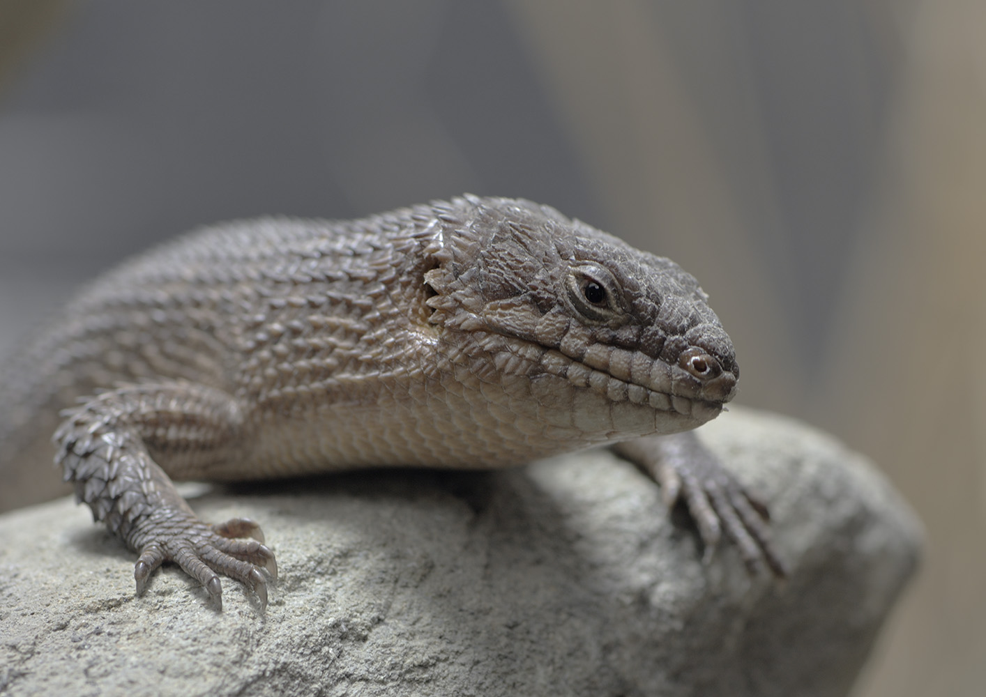 Stoke's spiny-tailed skink