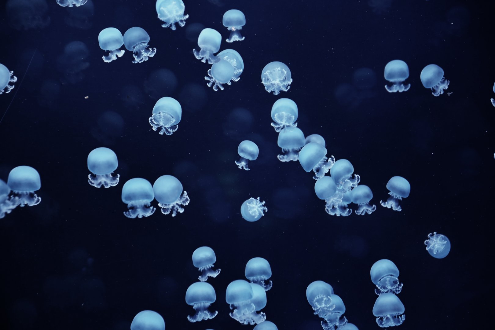 Stomolophus meleagris