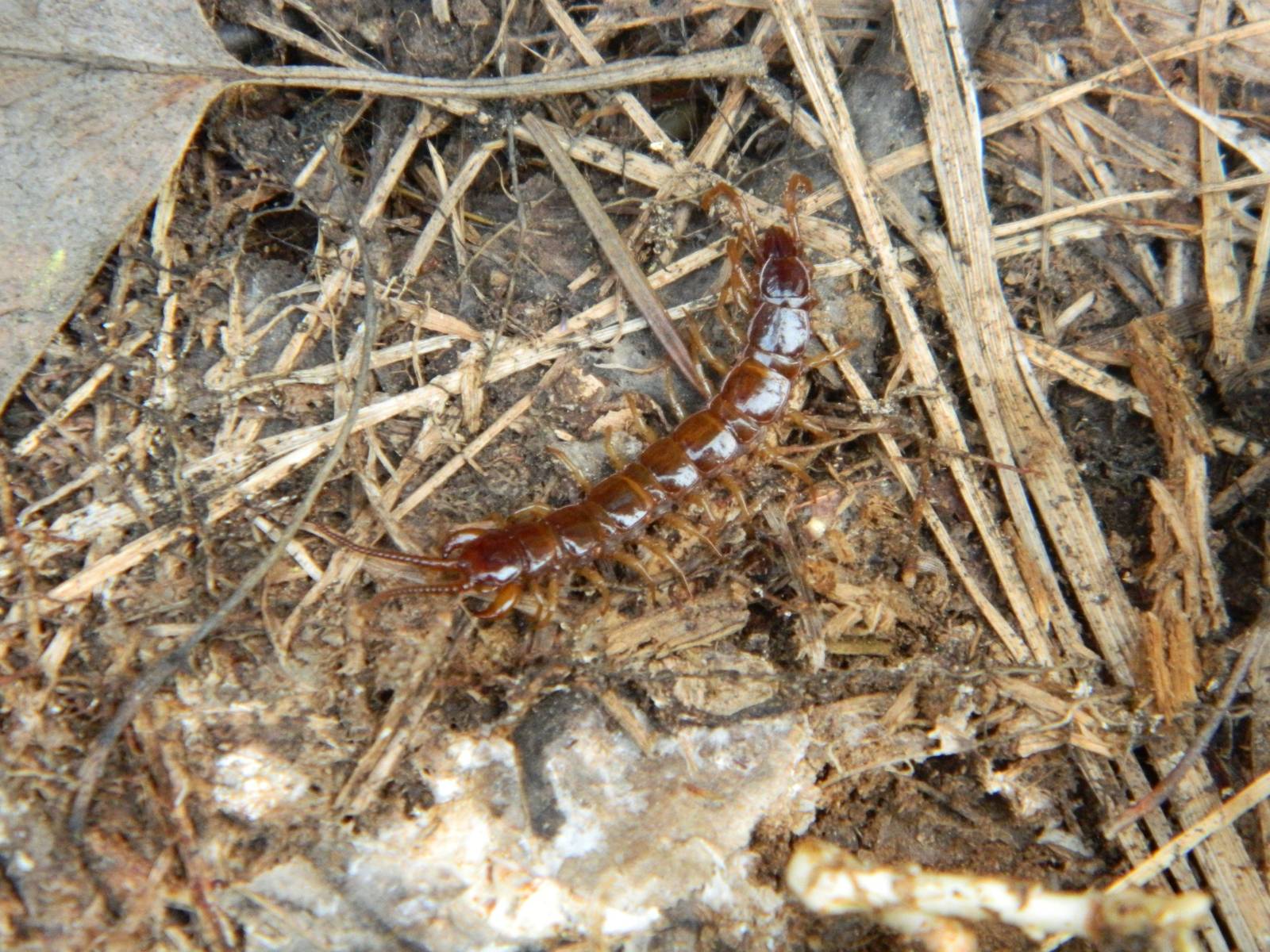 Stone centipede (Lithobius sp.)