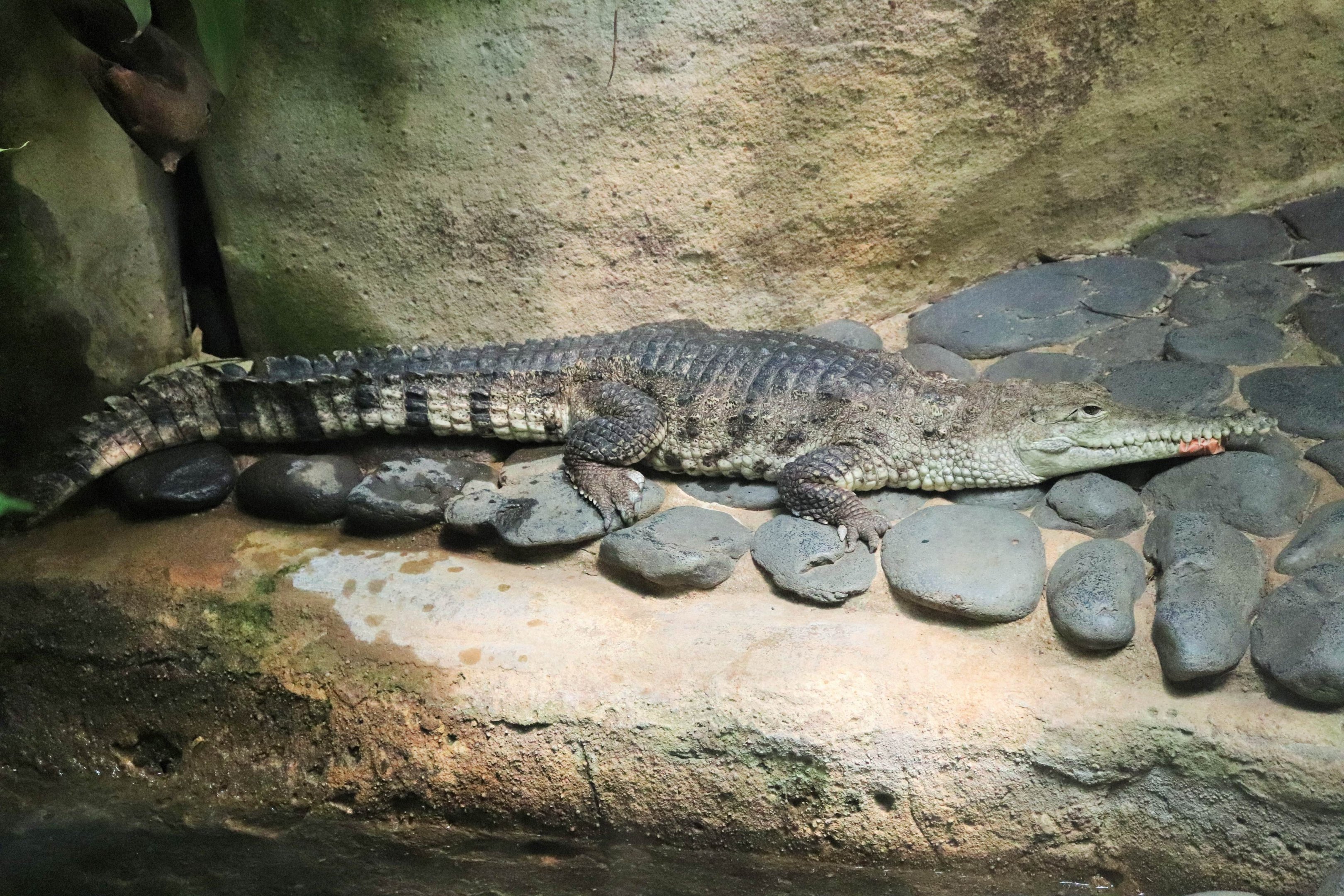 Stone Country Freshwater Crocodile (Crocodylus johnstoni)