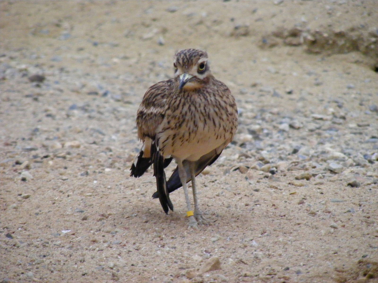 Stone curlew at Paignton Zoo, 31 December 2010