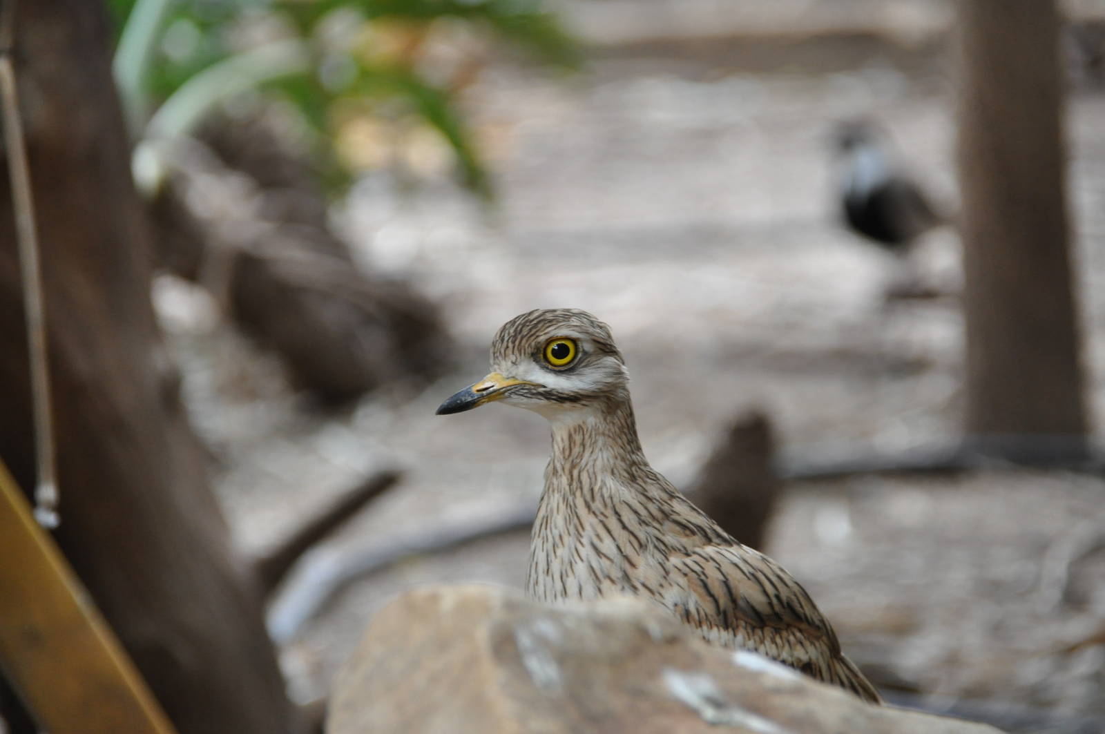 Stone curlew/ Burhinus oedicnemus
