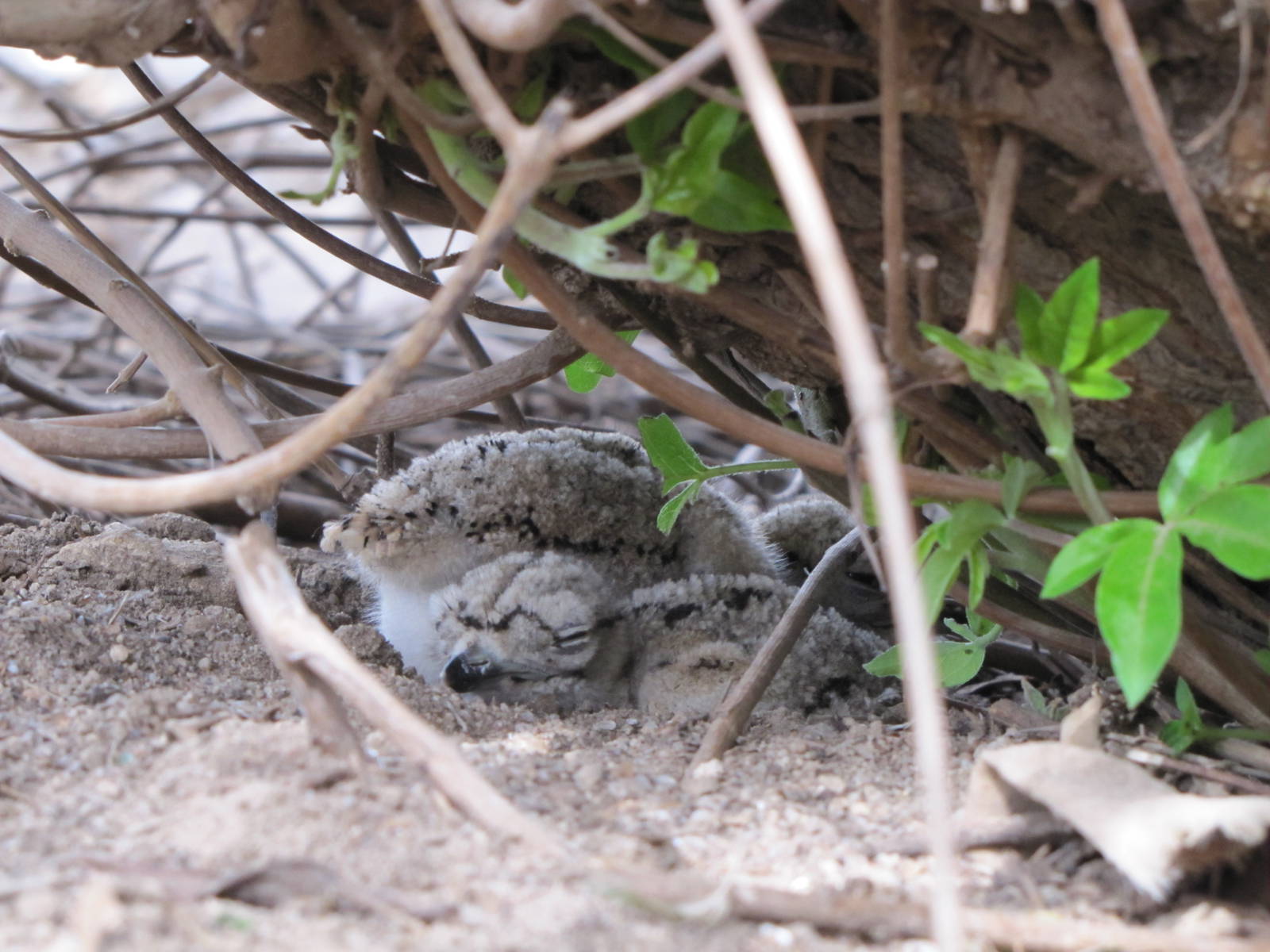 stone curlew Chicks