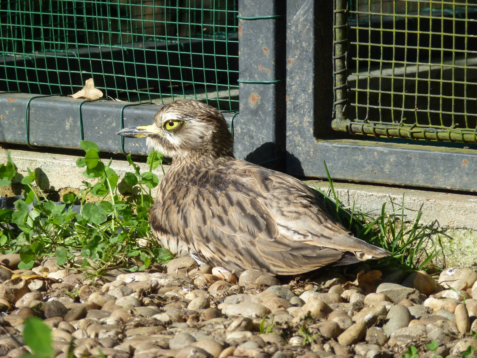 Stone curlew, November 2013.