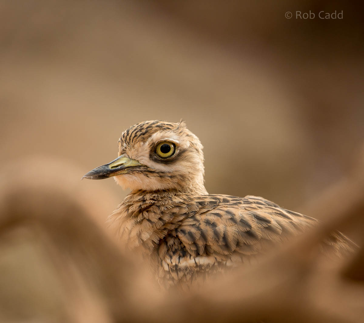 Stone curlew : Paignton : 23 Sep 2015