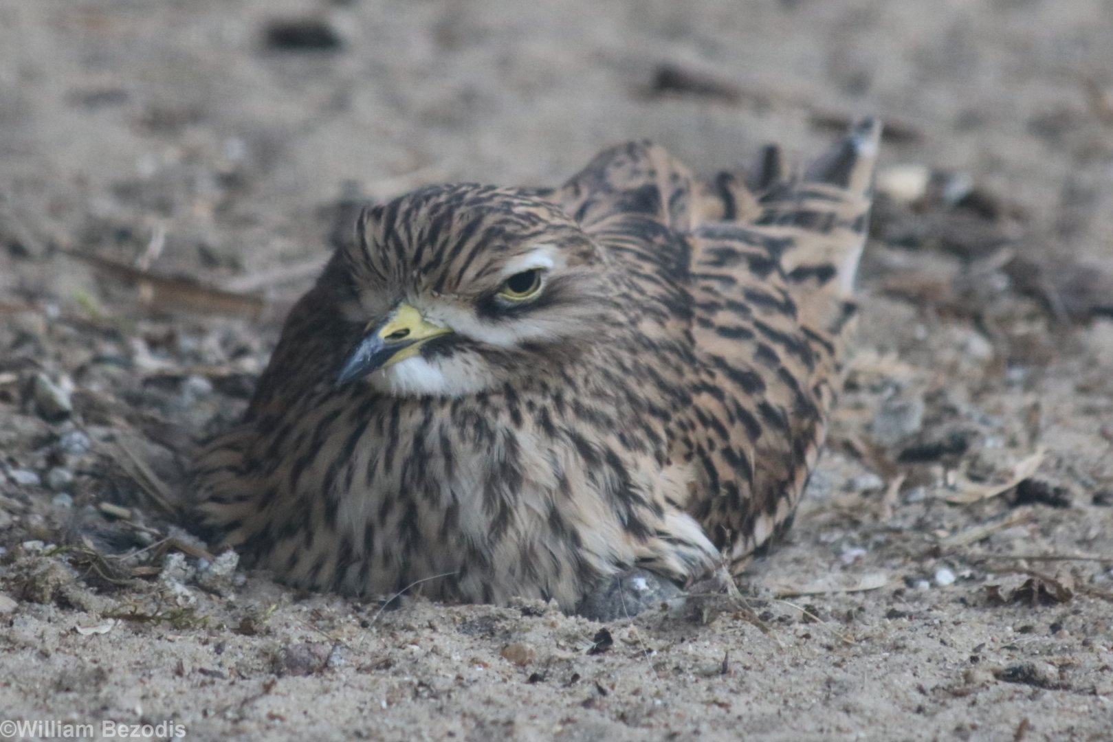 Stone-curlew Sitting on Eggs