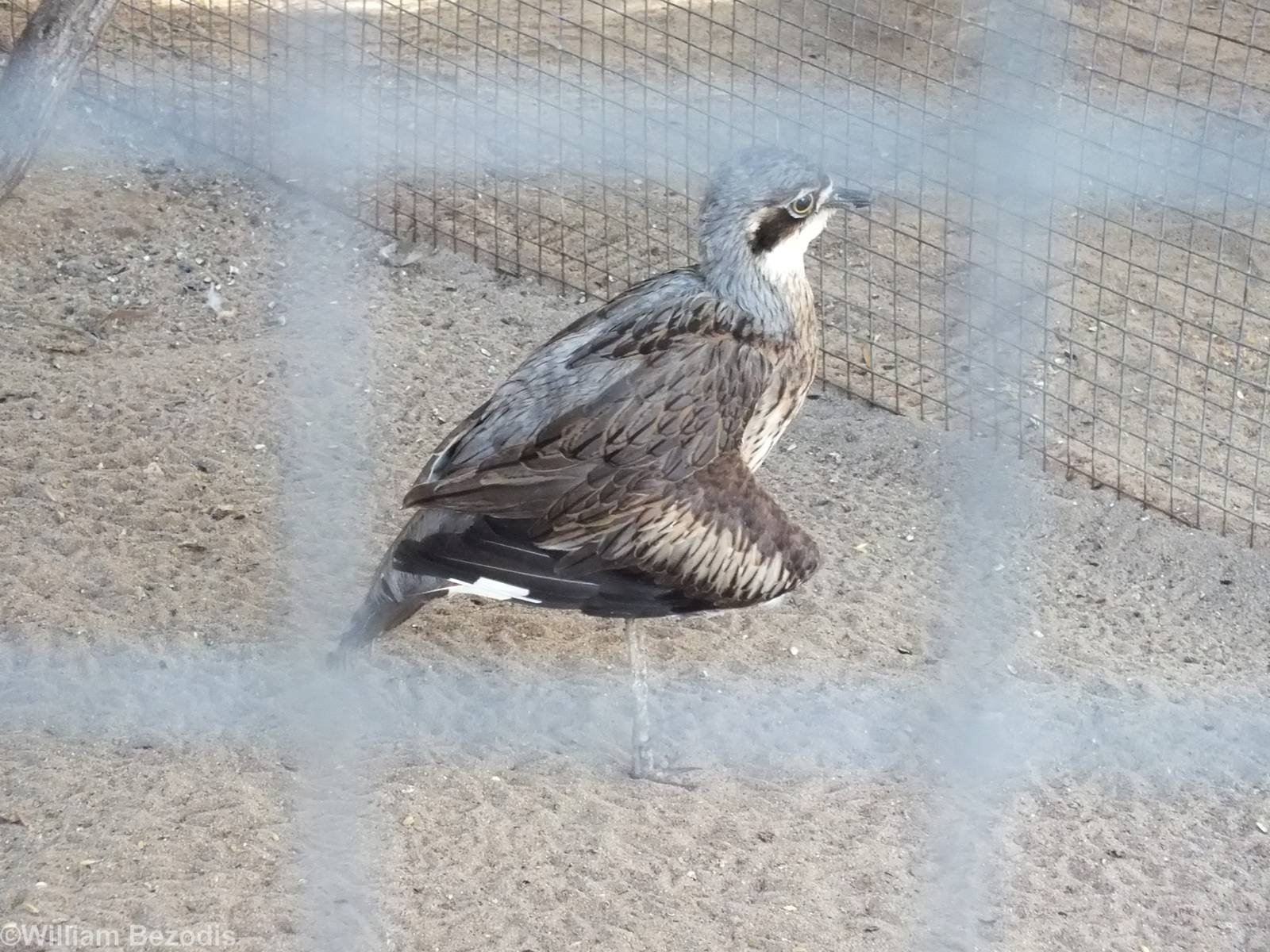 Stone-curlew with Injured Wing (see sign)
