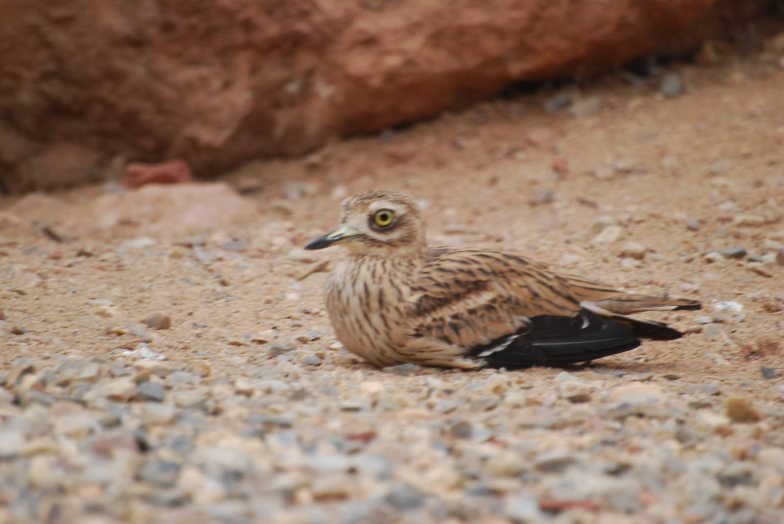 Stone curlew