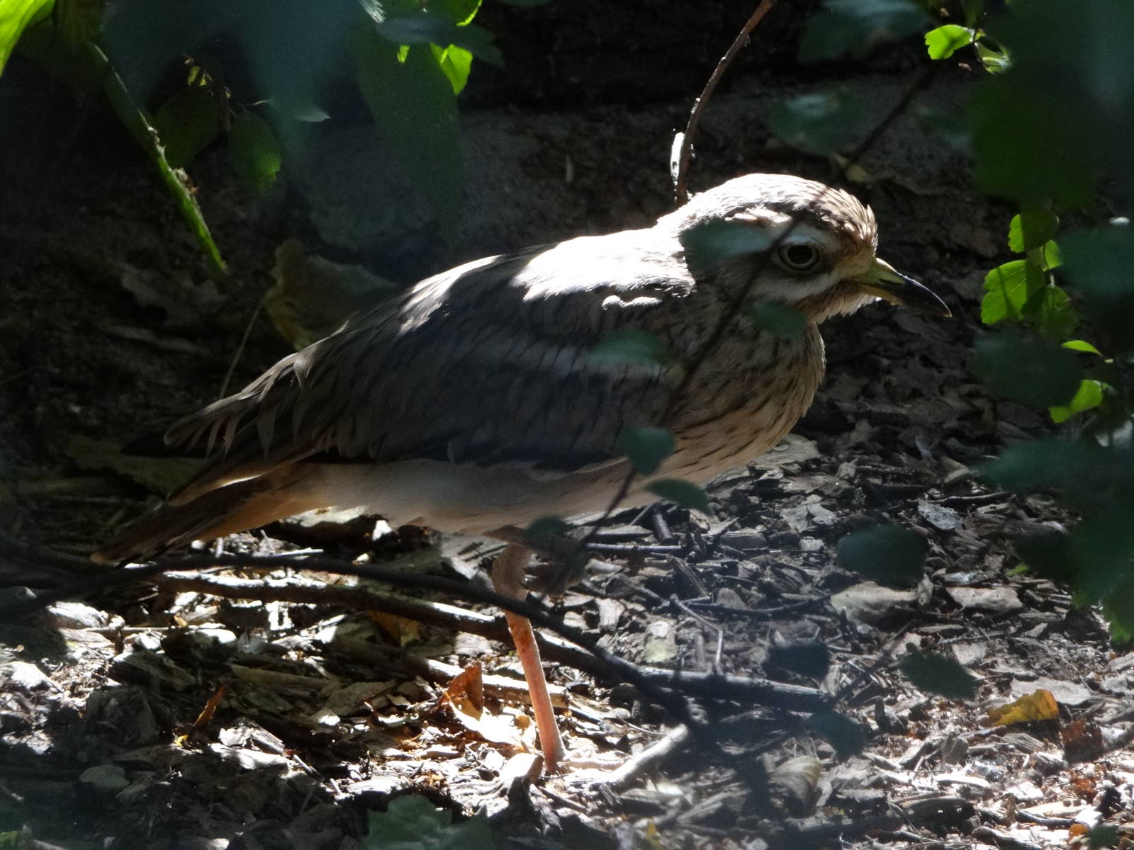 Stone-curlew