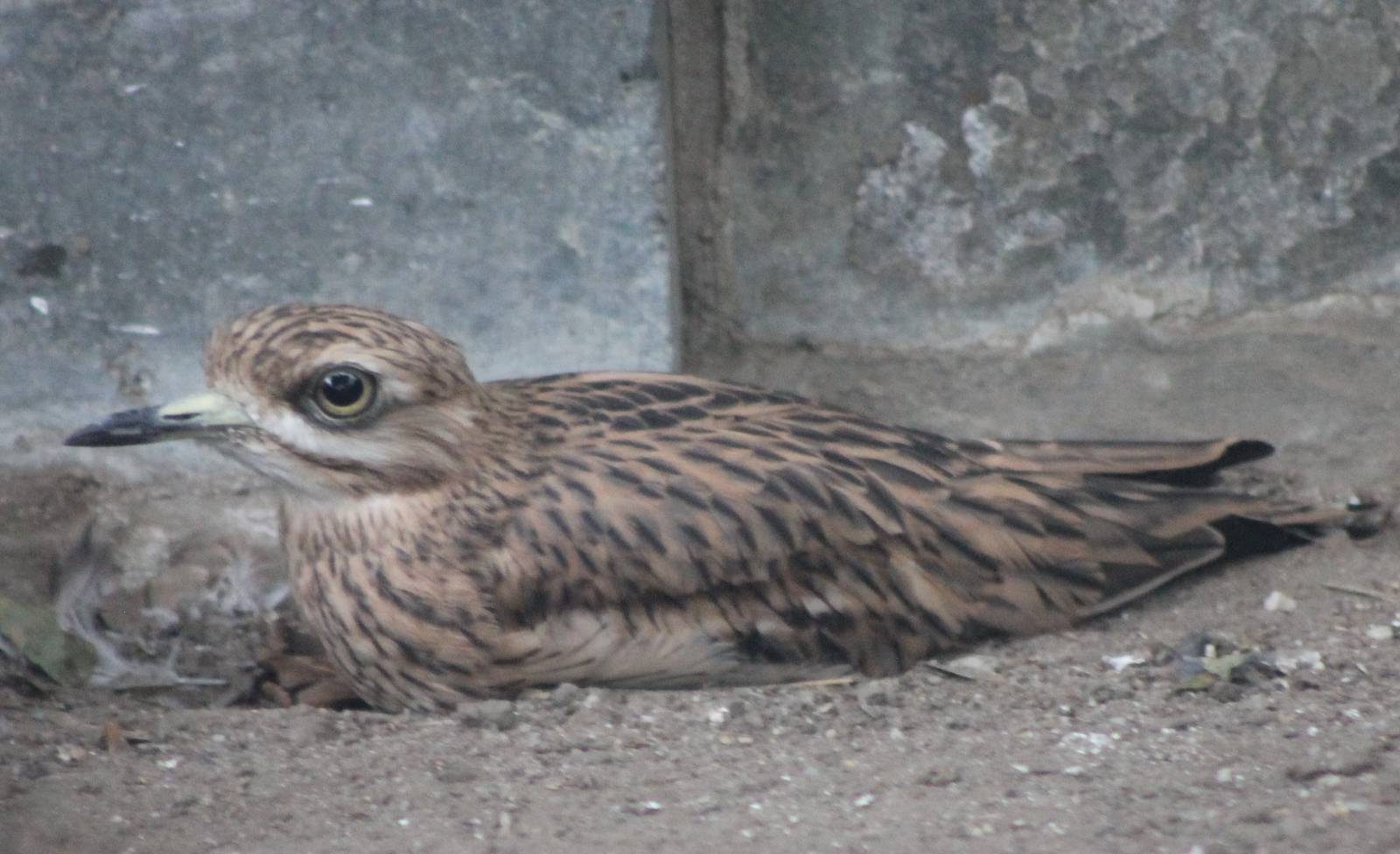 Stone curlew