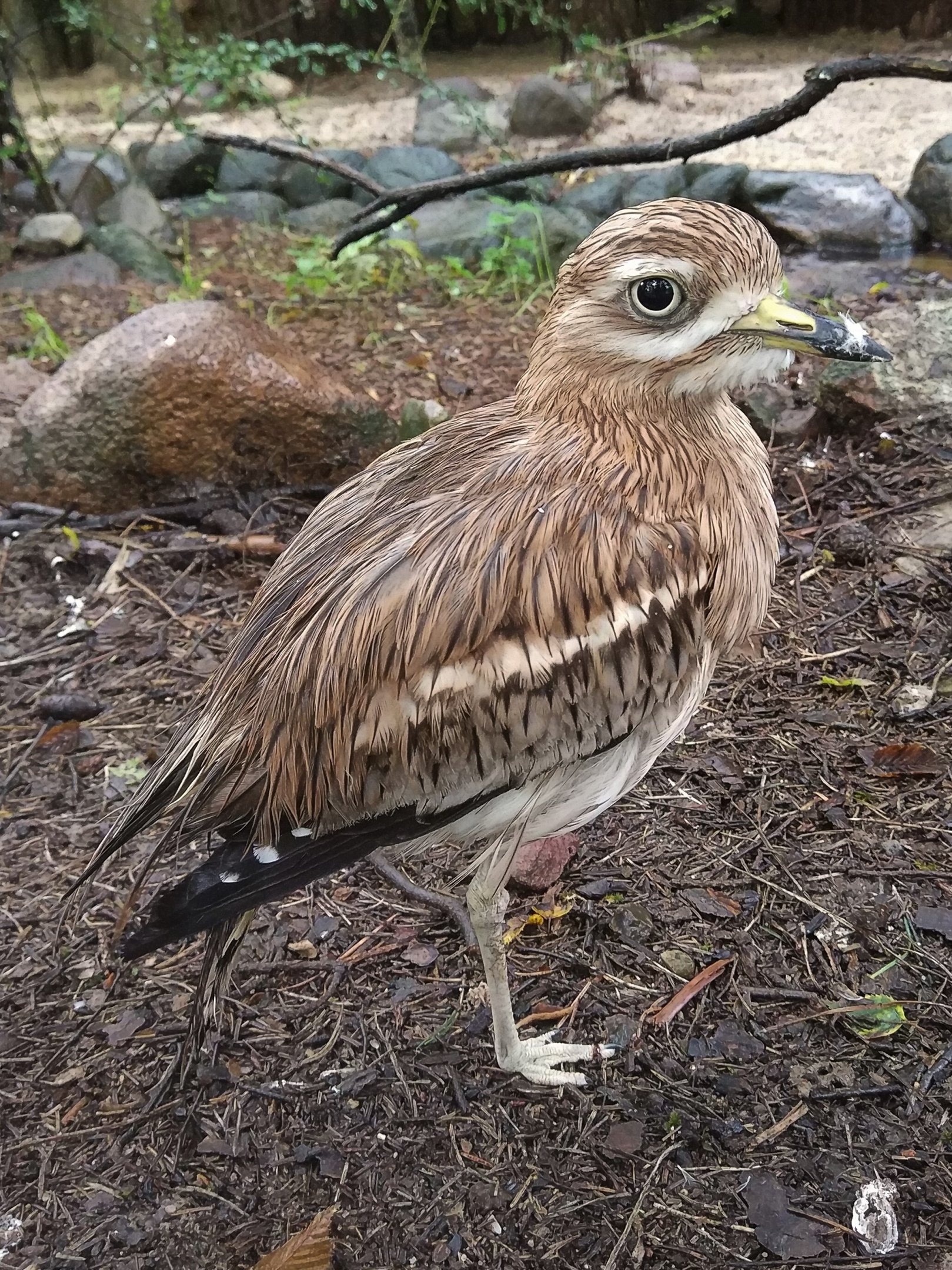 Stone Curlew