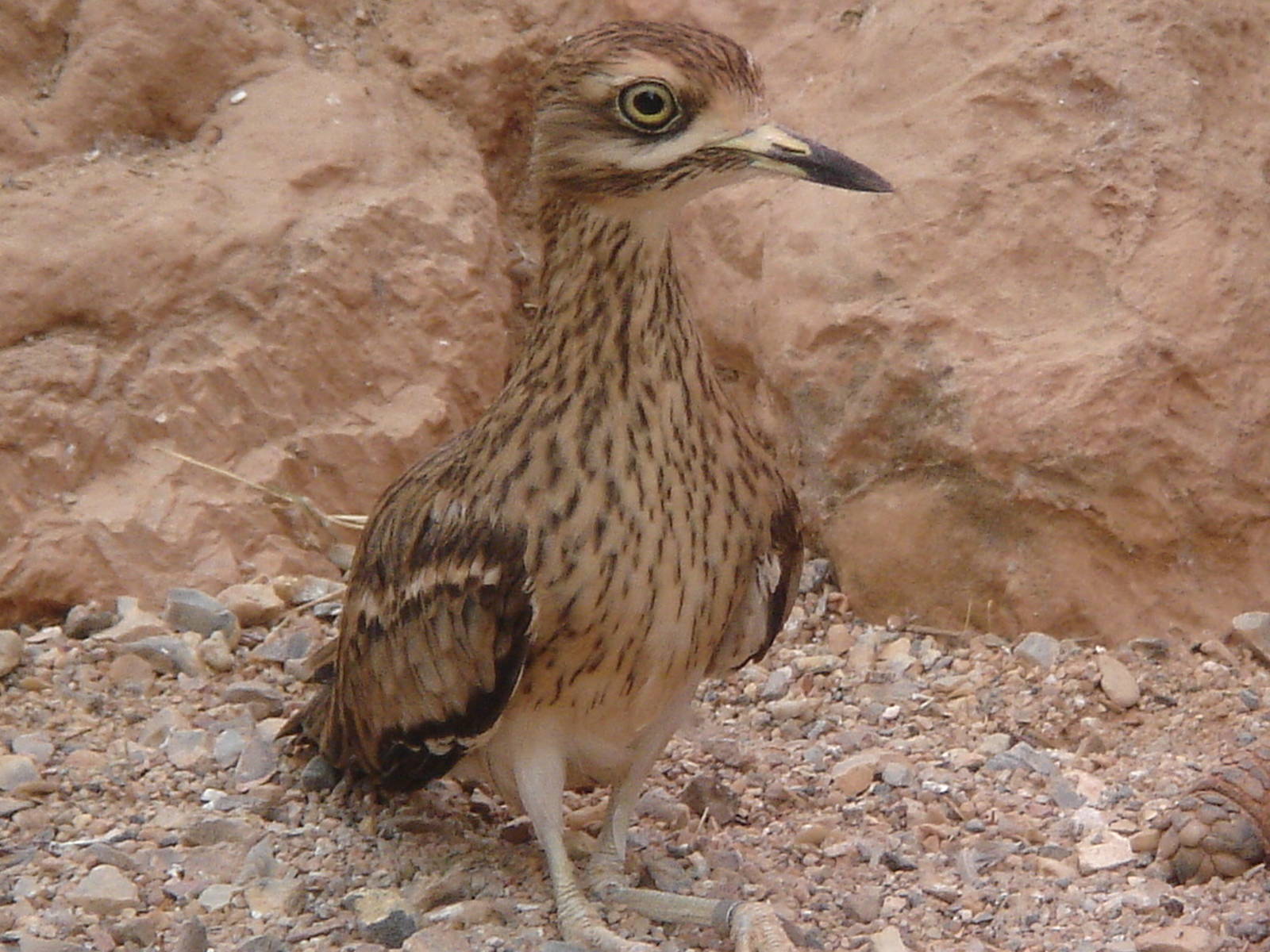 Stone Curlew