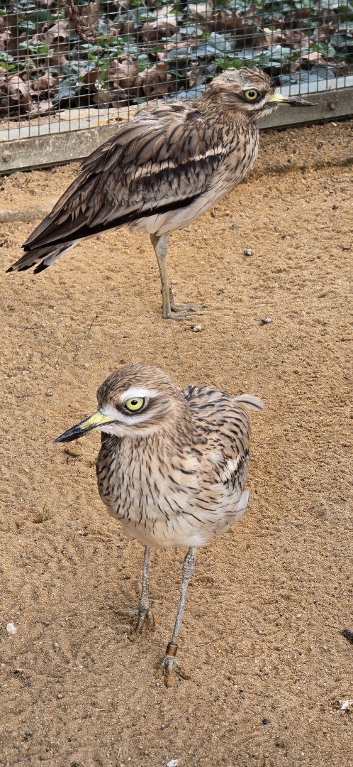 Stone Curlew