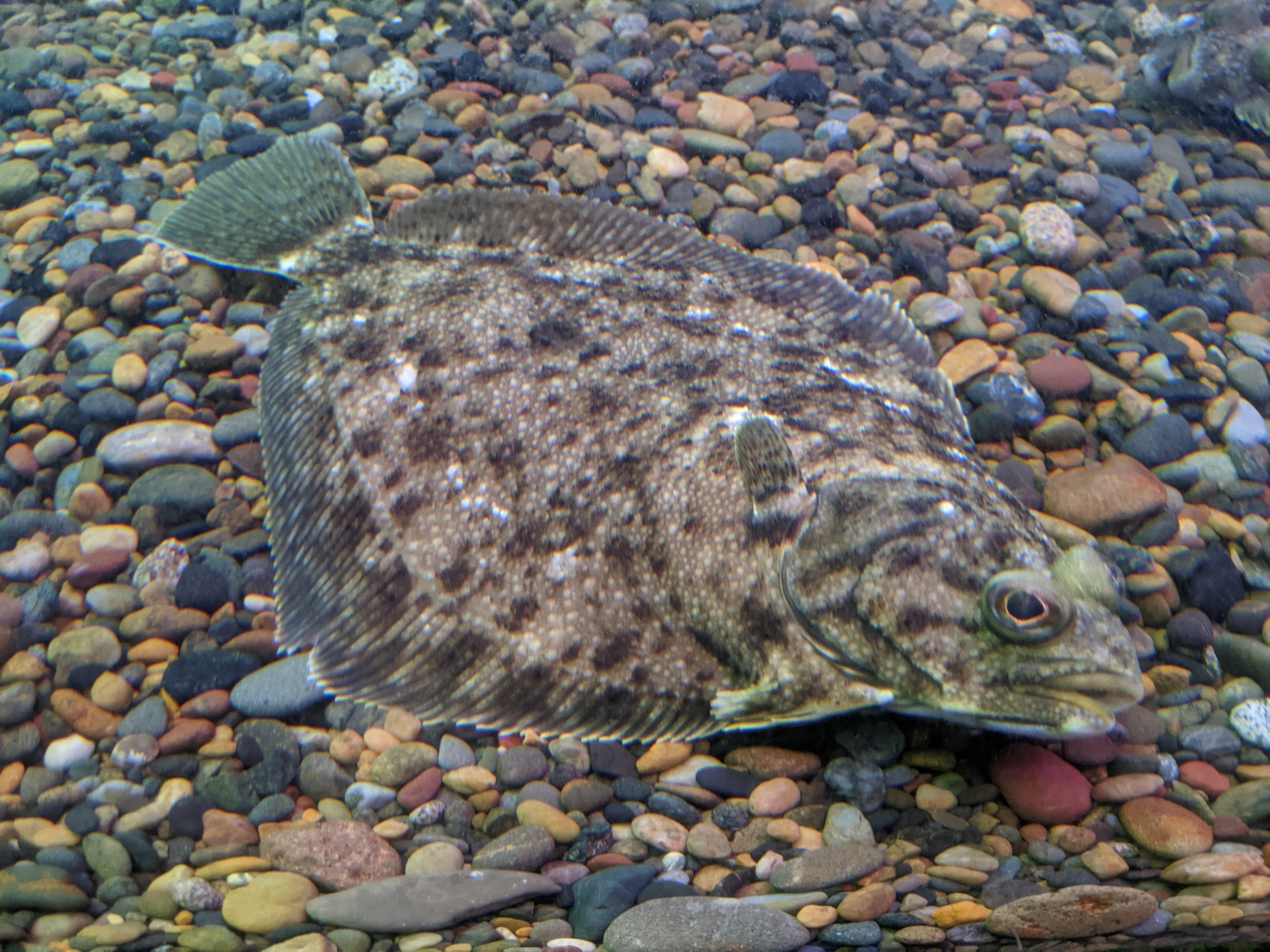 Stone Flounder (Platichthys bicoloratus), Wakkanai Aquarium