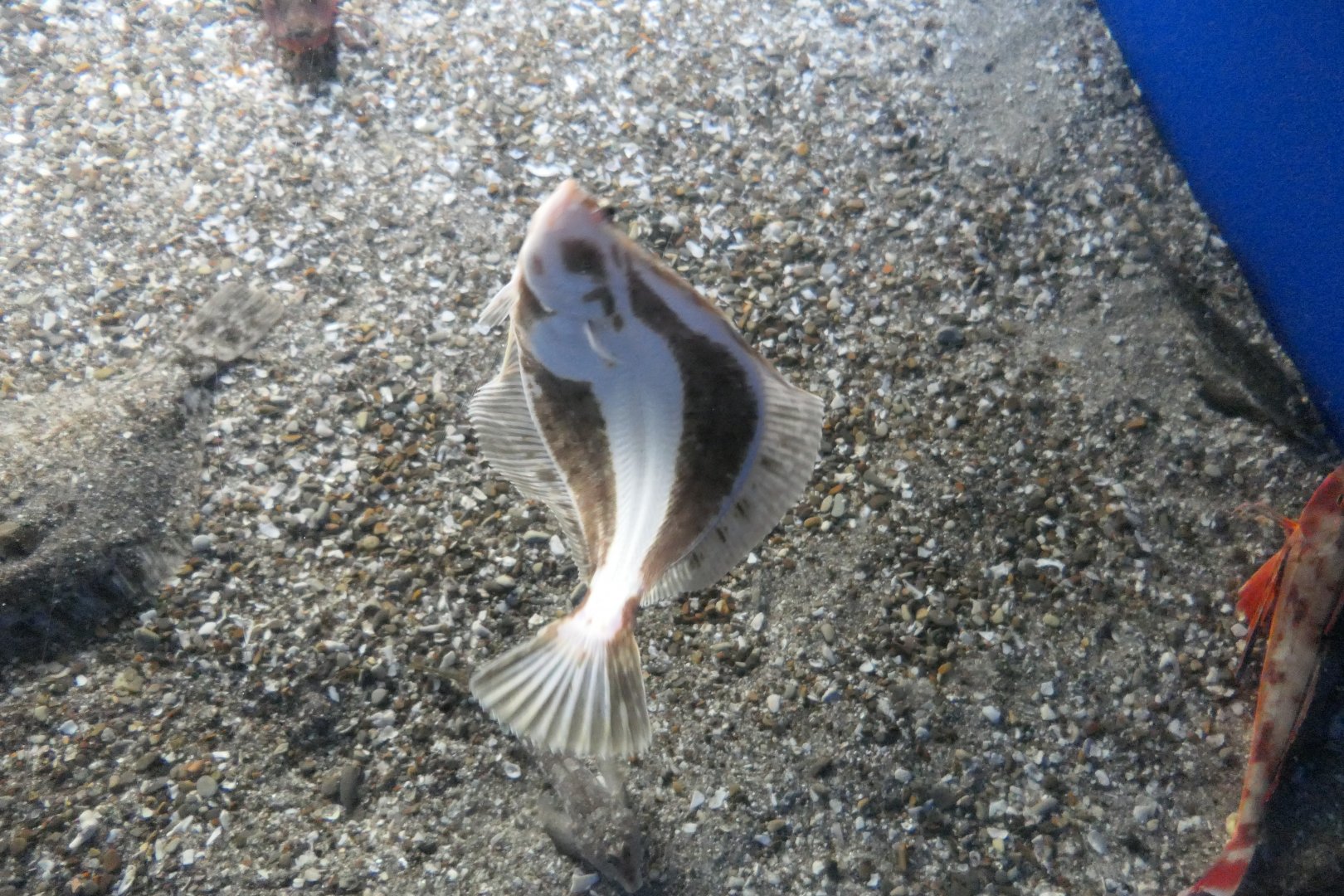 Stone Flounder (Platichthys bicoloratus)