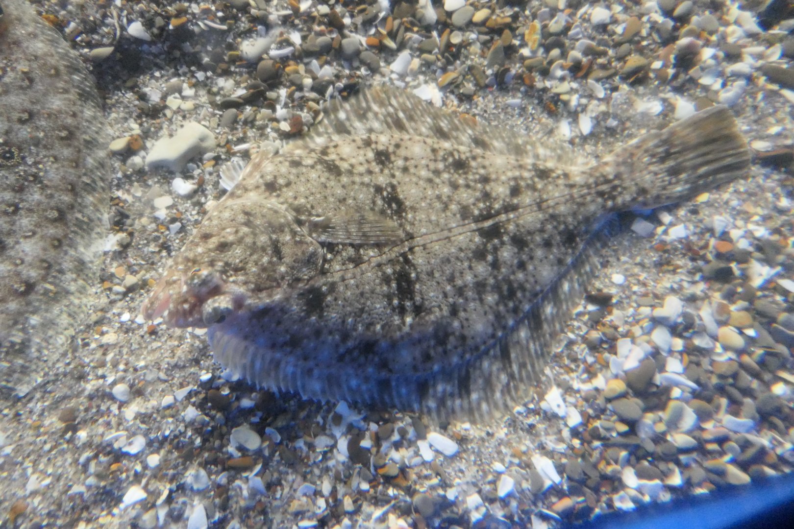 Stone Flounder (Platichthys bicoloratus)