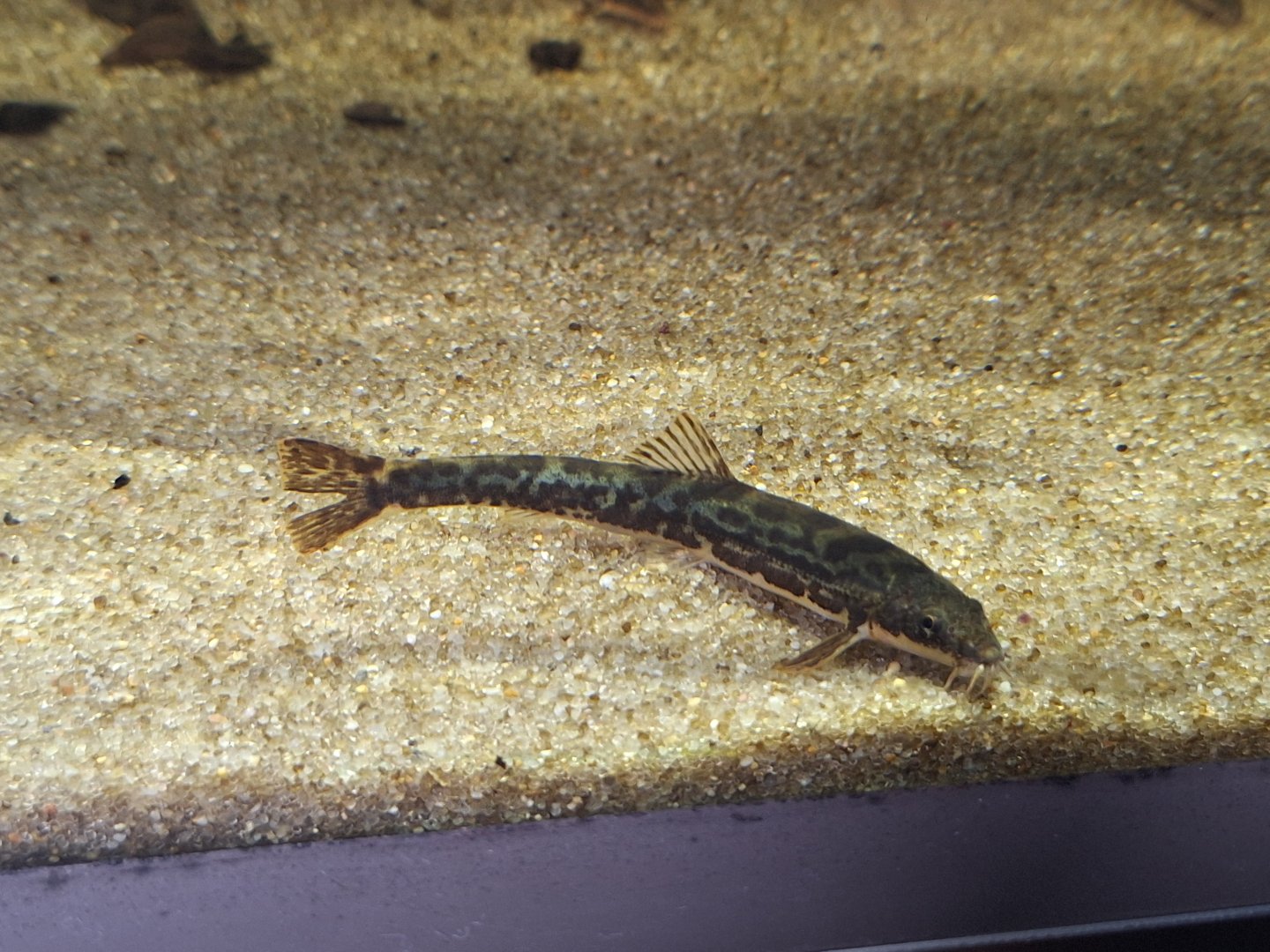 Stone loach (Barbatula barbatula)