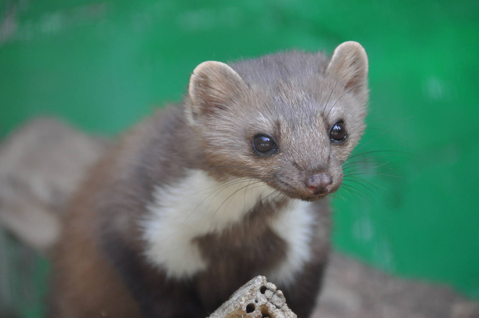 Stone marten / Martes foina syriaca