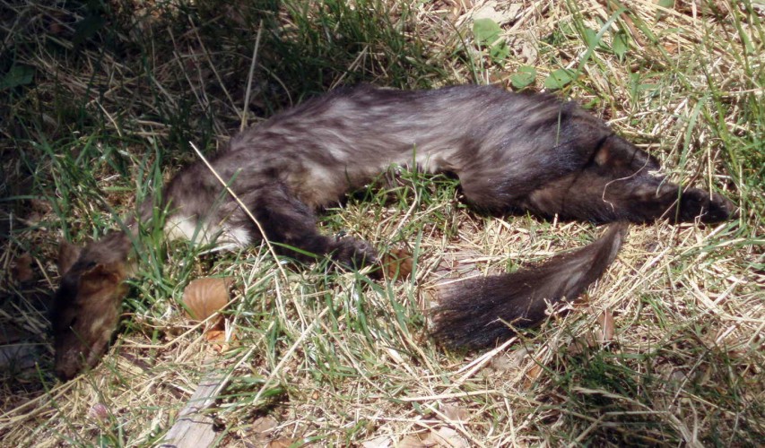 Stone Marten (Martes foina)