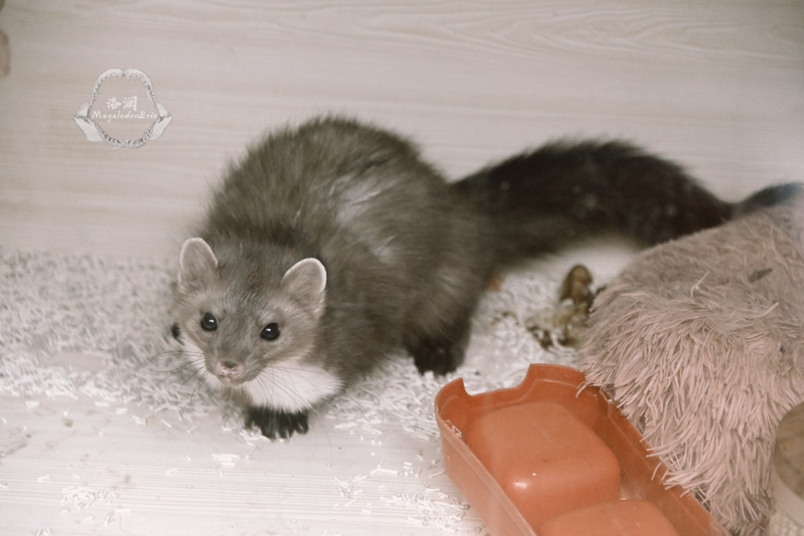 Stone marten/Martes foina