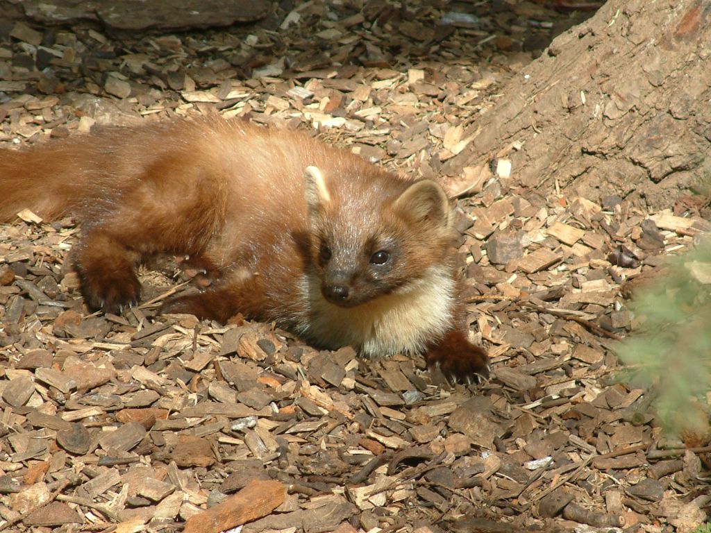 Stone Marten