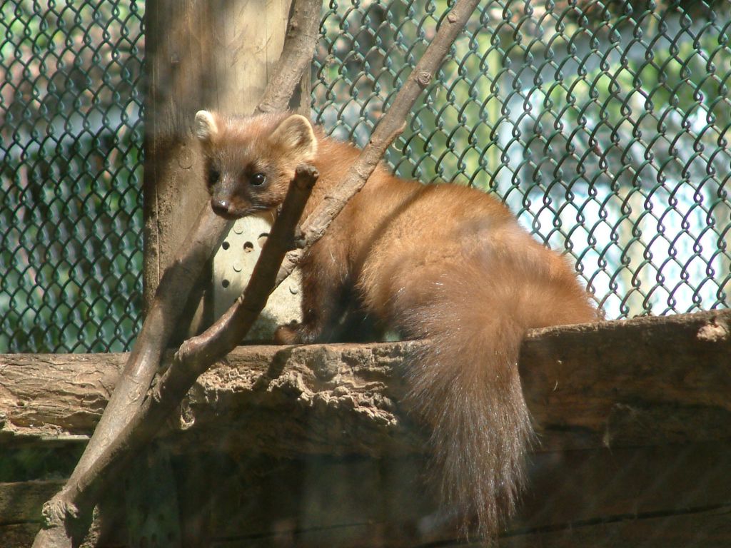 Stone Marten