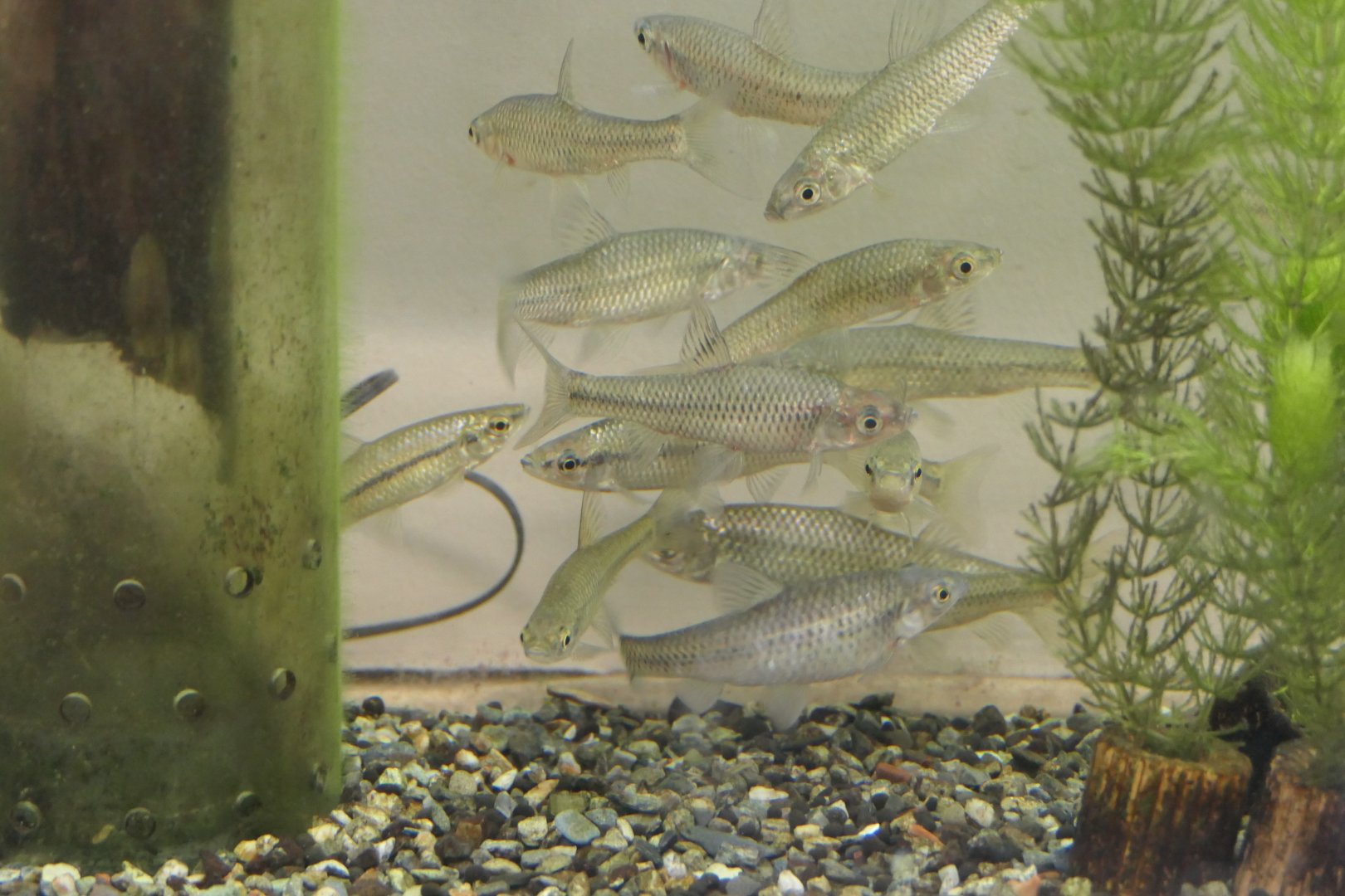 Stone Moroko (Pseudorasbora parva)