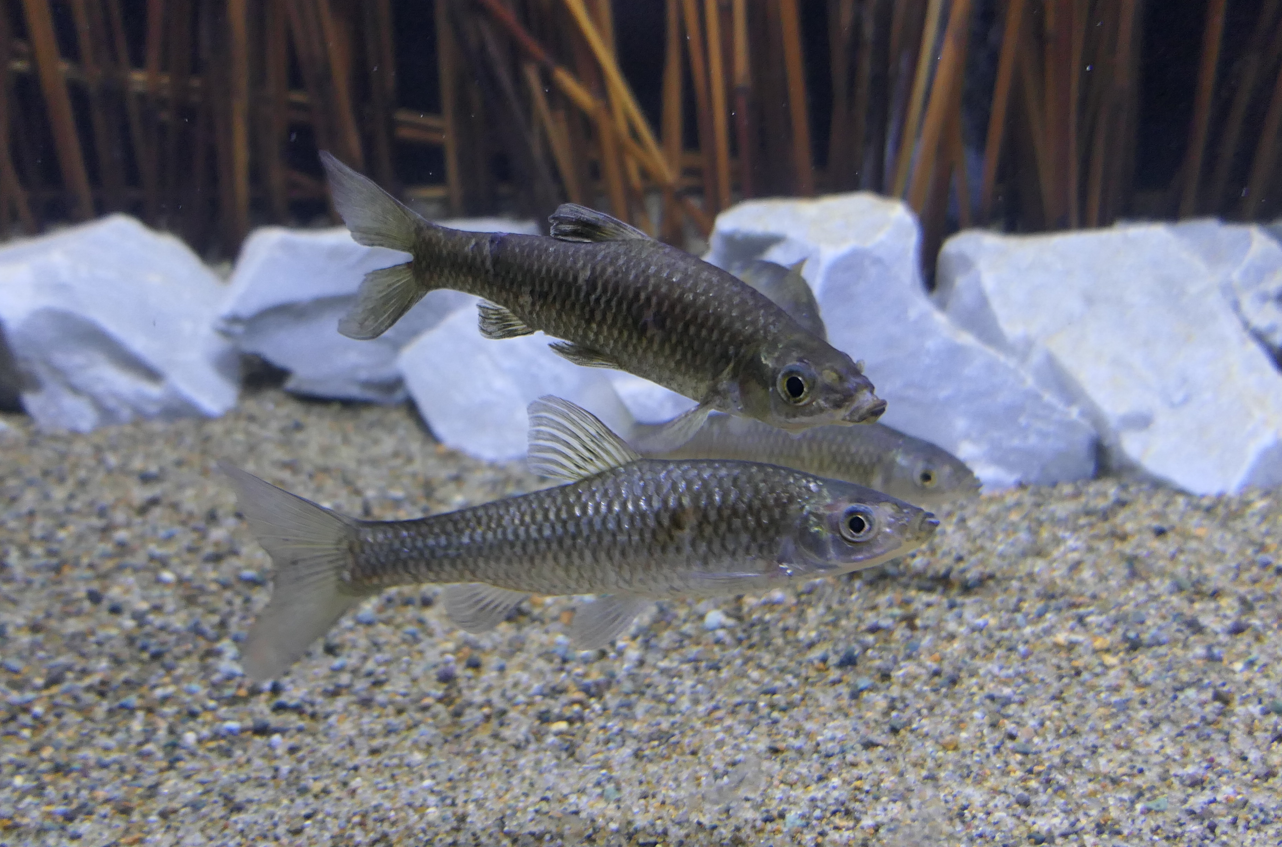 Stone Moroko (Pseudorasbora parva)