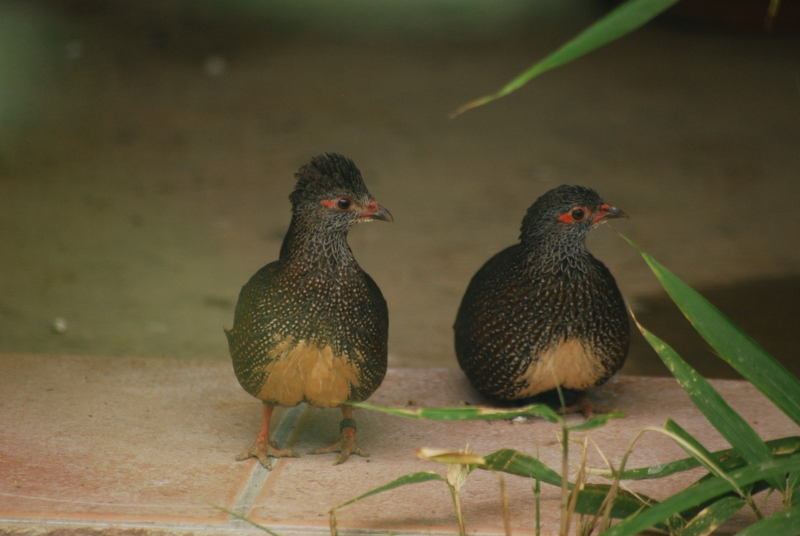 Stone partridge at Bernburg Tierpark
