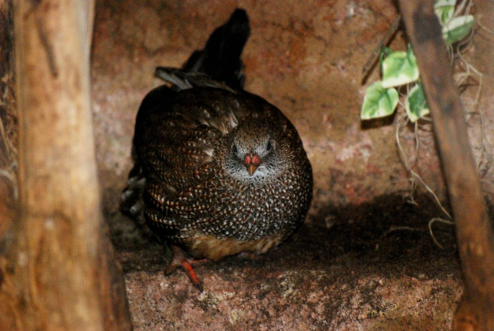 Stone Partridge at Walsrode, 22/03/13