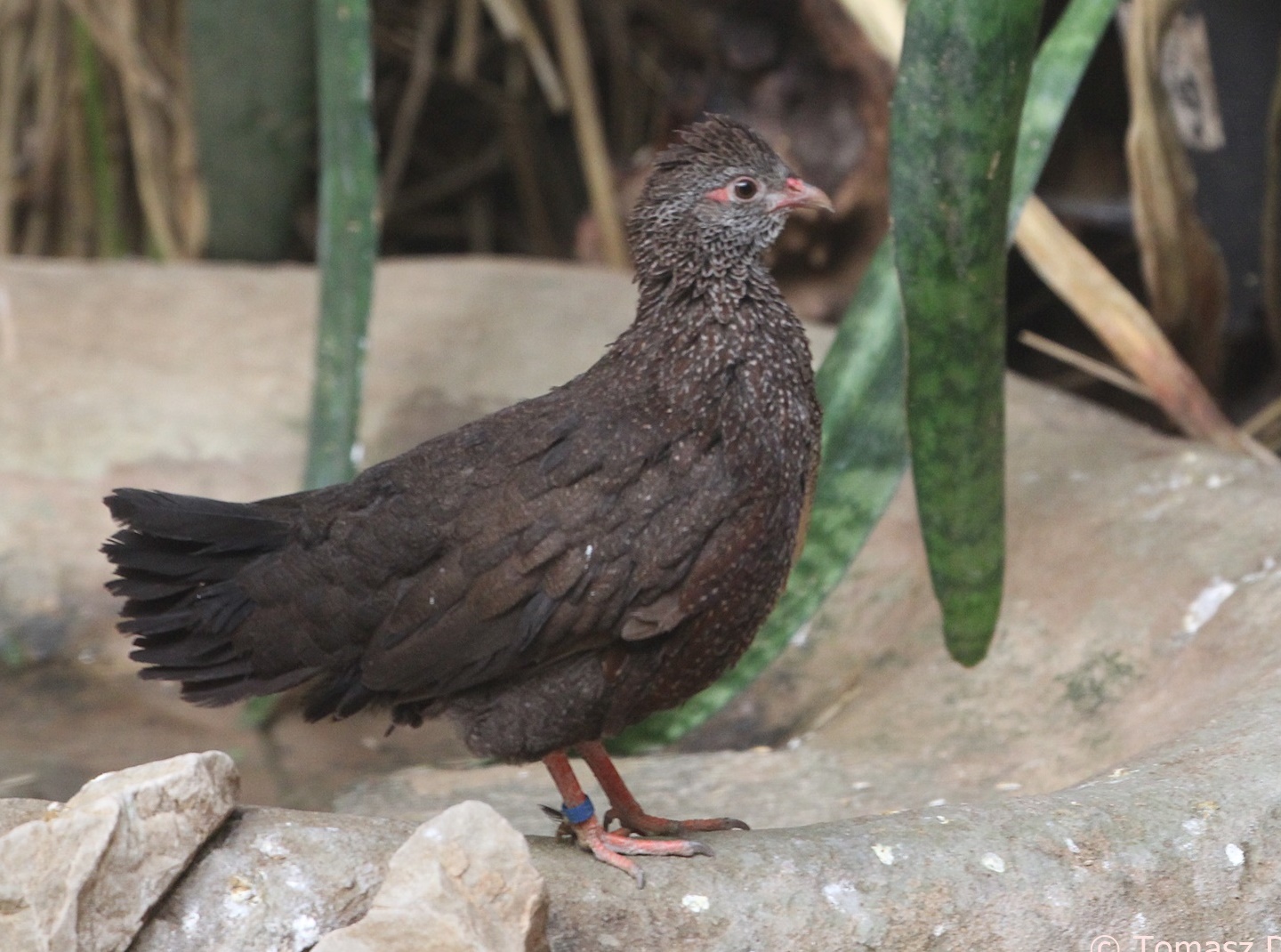 Stone Partridge (Ptilopachus petrosus), February 2019