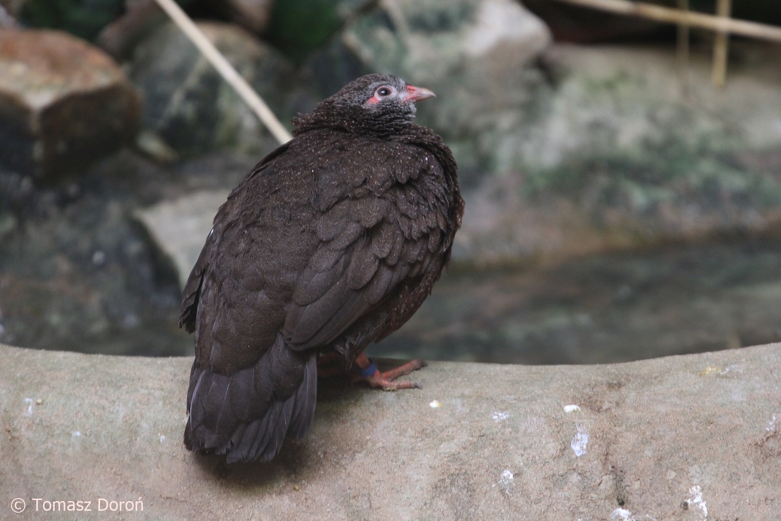 Stone Partridge (Ptilopachus petrosus), October 2018