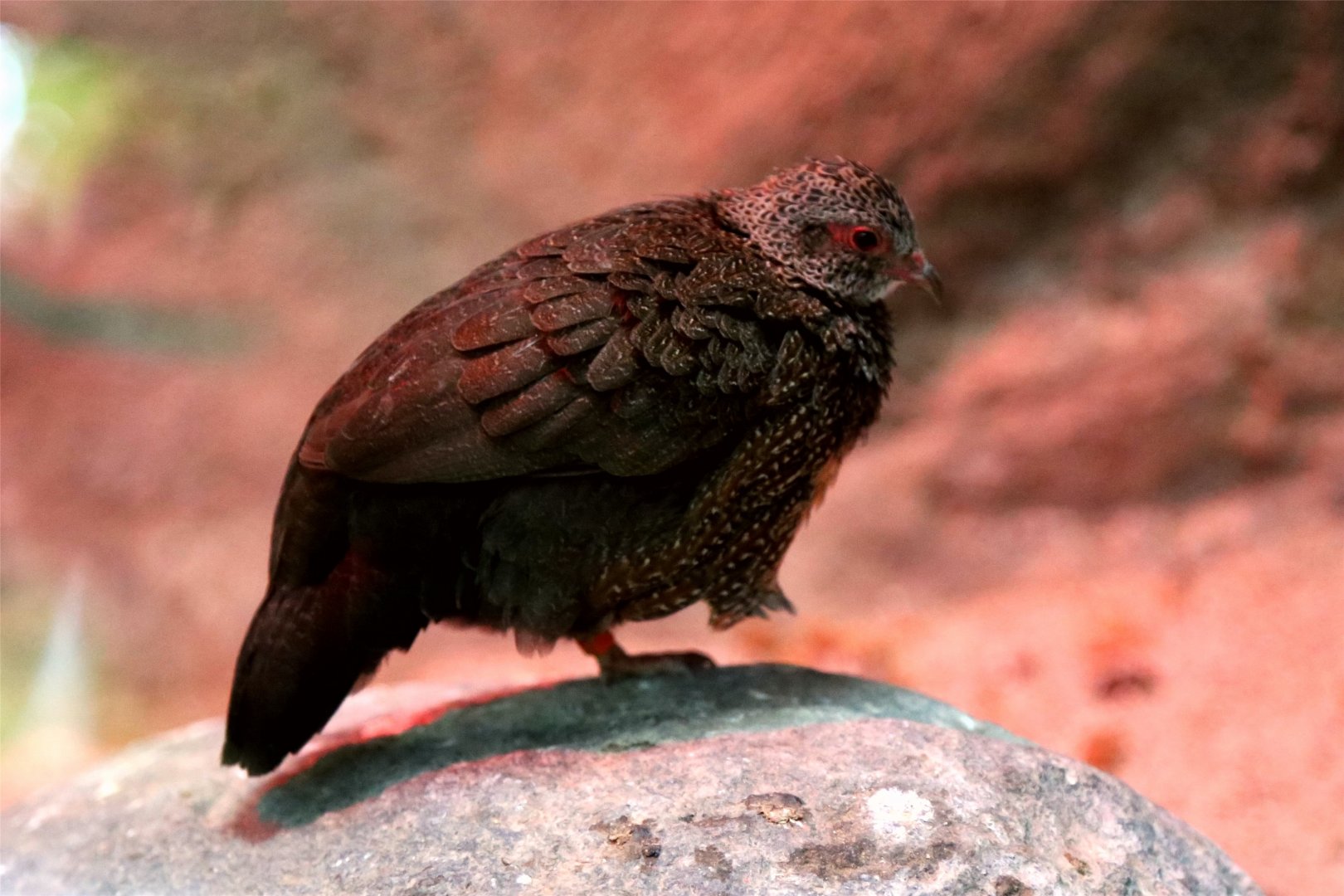 Stone partridge (Ptilopachus petrosus)