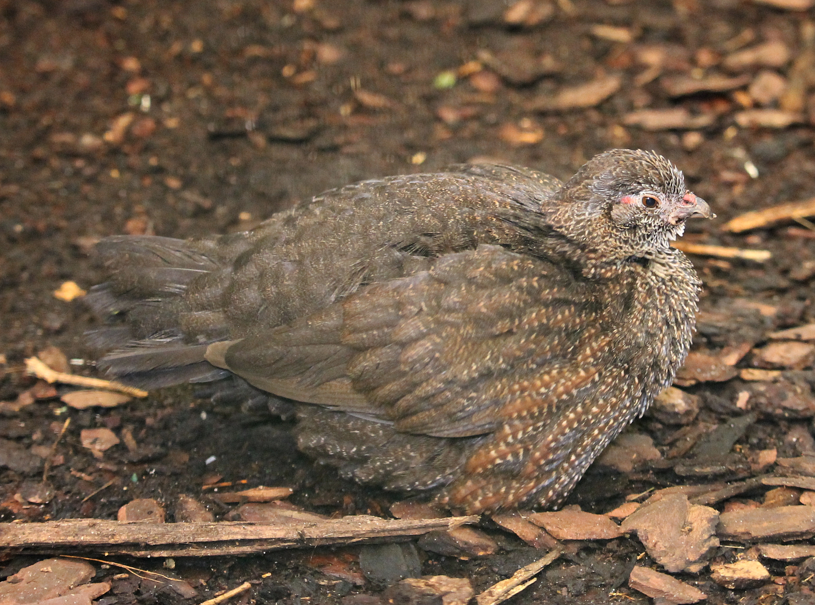 Stone partridge (Ptilopachus petrosus)