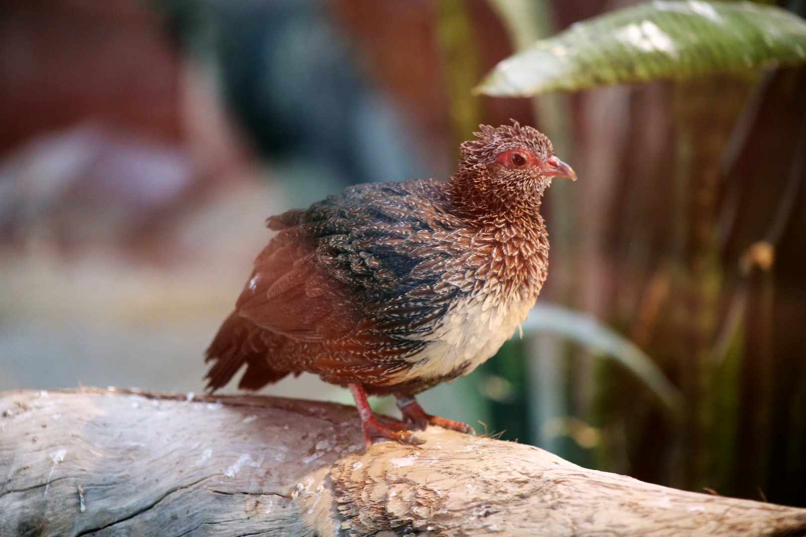 Stone Partridge (Ptilopachus petrosus)