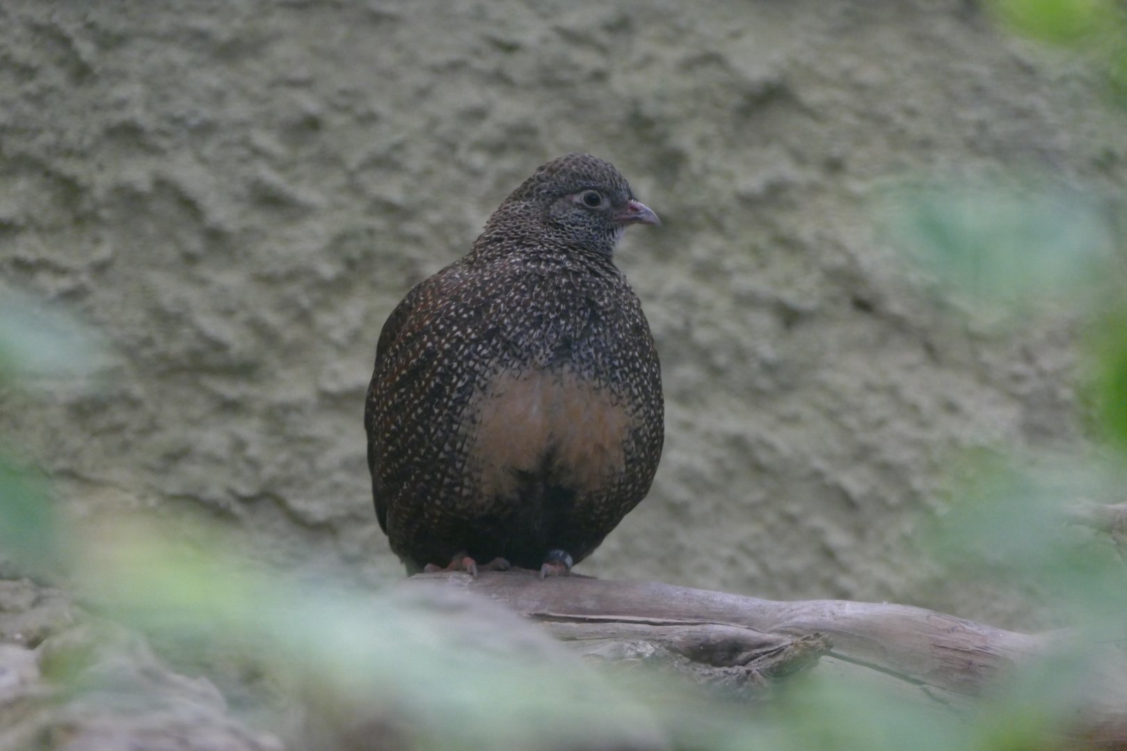 Stone partridge