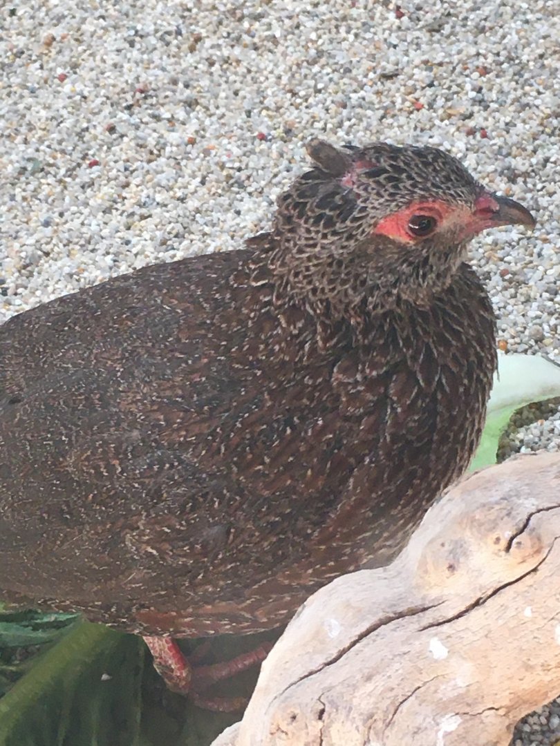Stone Partridge