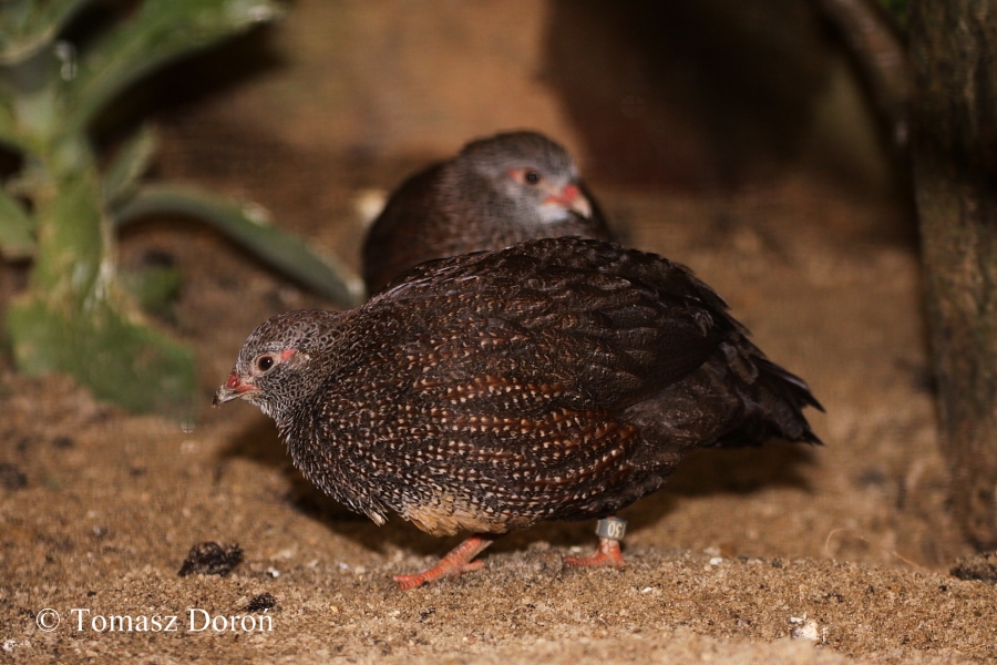 Stone Partridges (Ptilopachus petrosus)