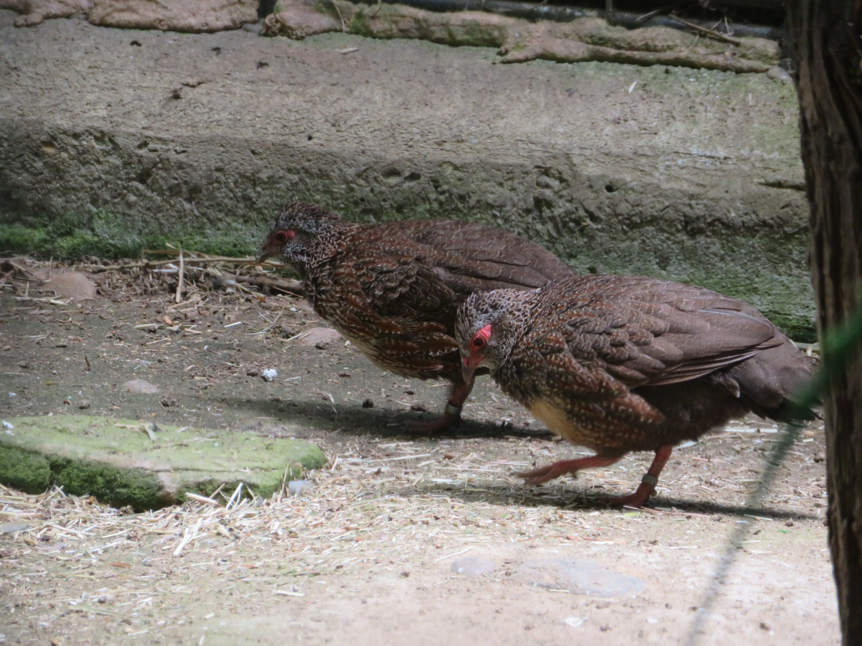 Stone Partridges