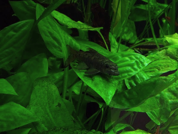 Stone roller (Tariqilabeo latius)