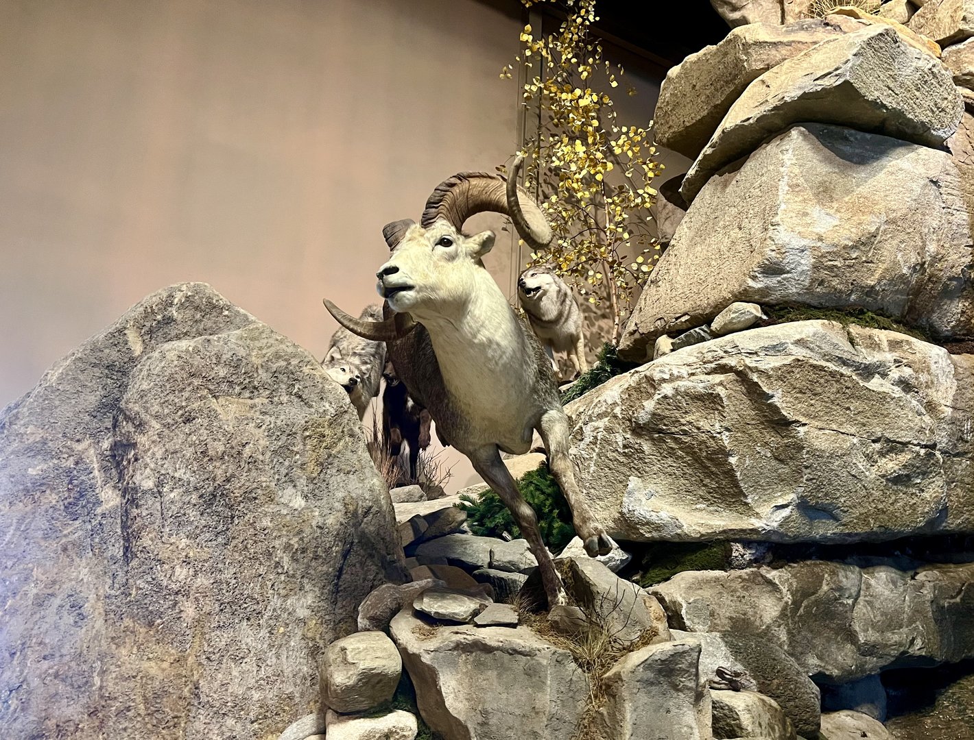 Stone Sheep and Wolves