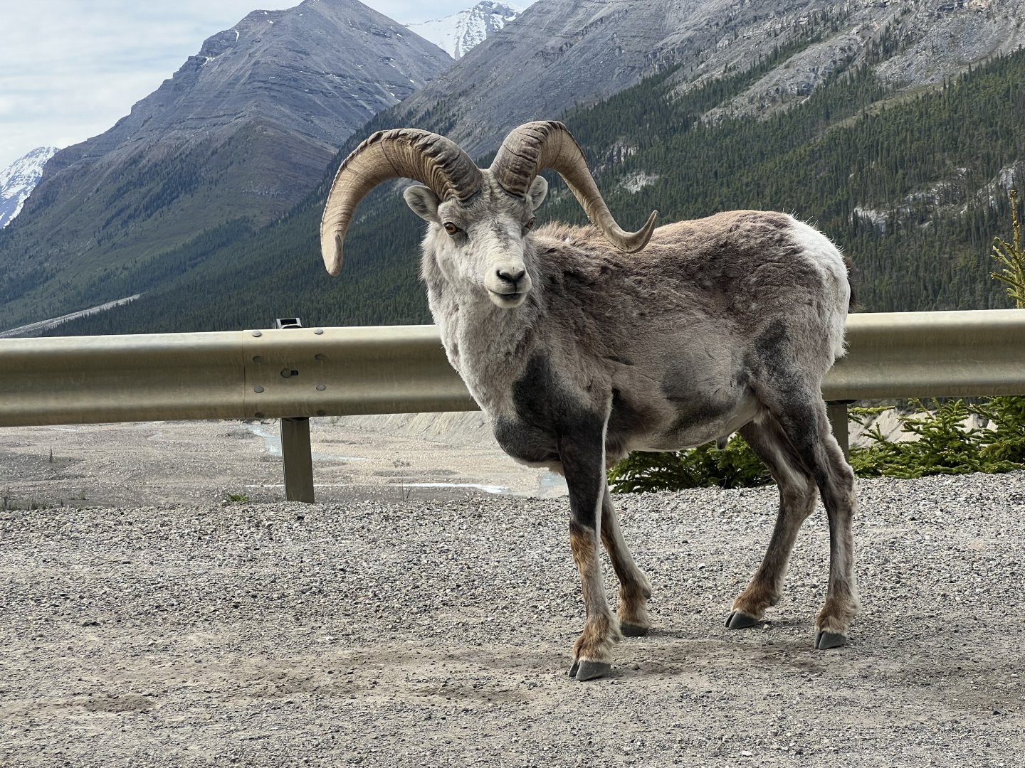 Stone Sheep - British Columbia