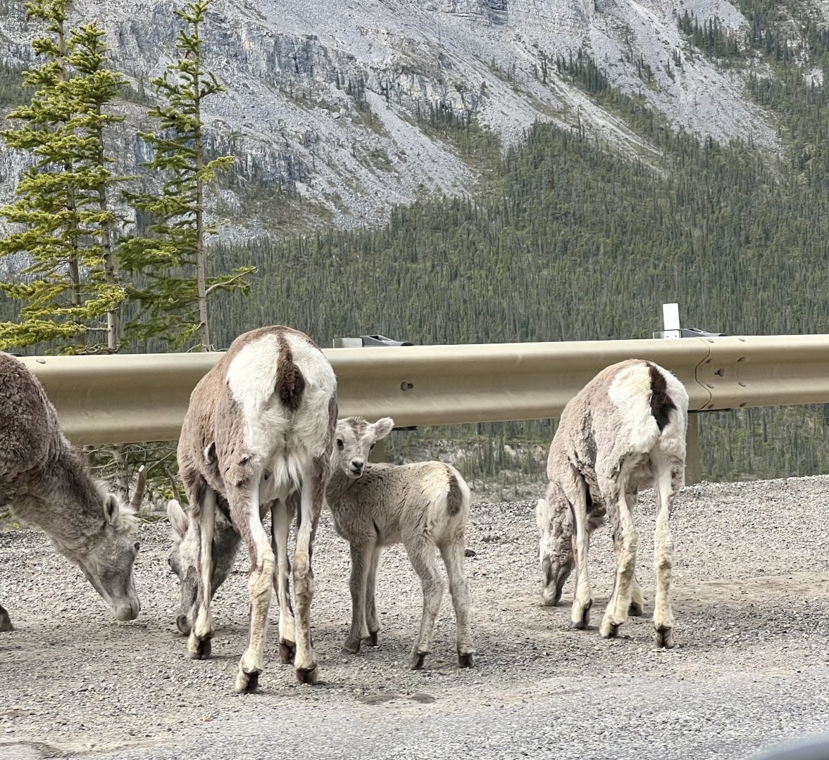 Stone Sheep - British Columbia