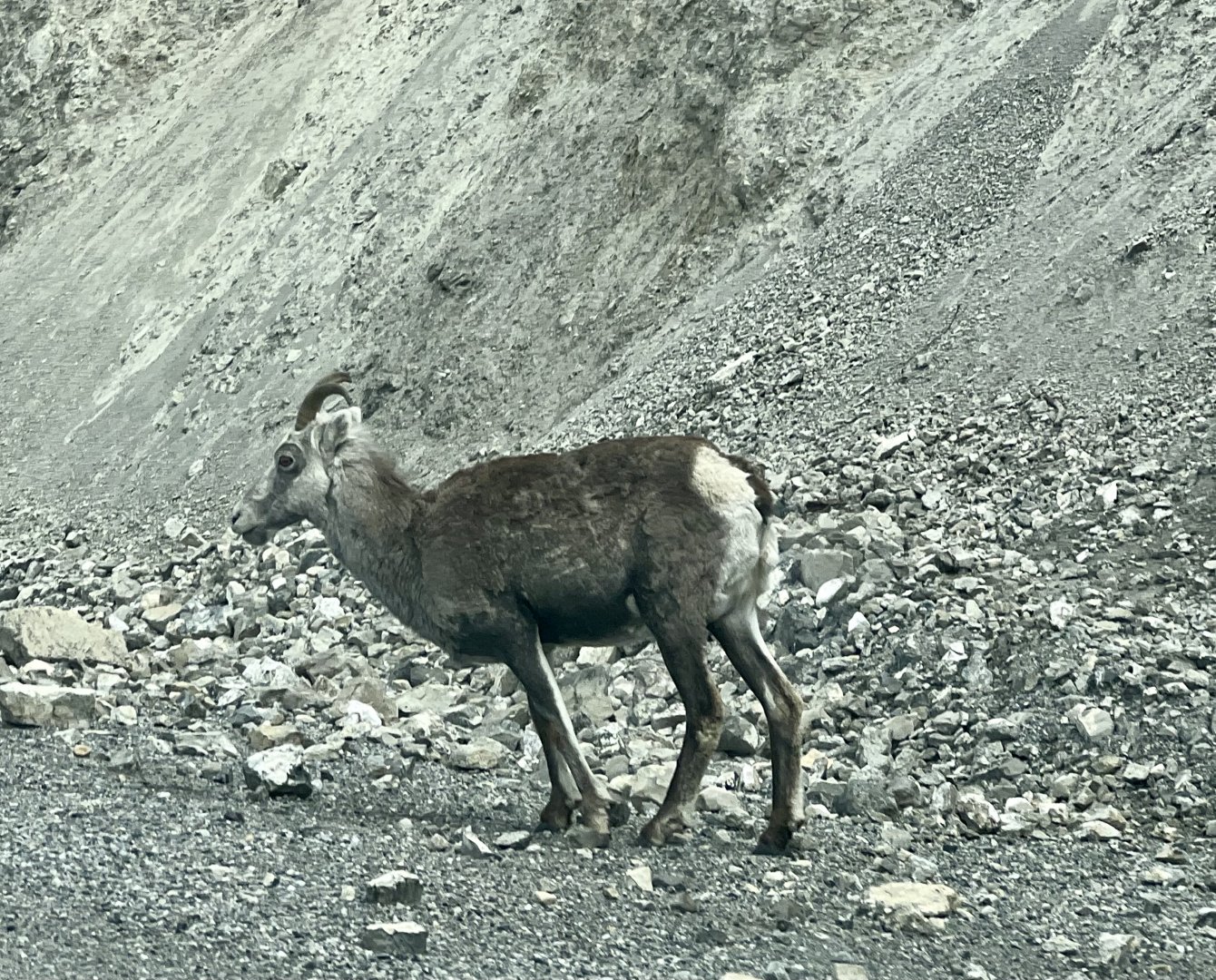 Stone Sheep - British Columbia