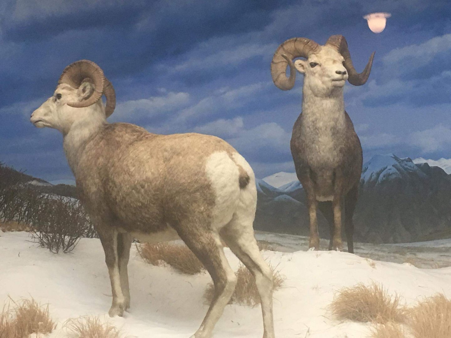 Stone sheep (Ovis dalli stonei)