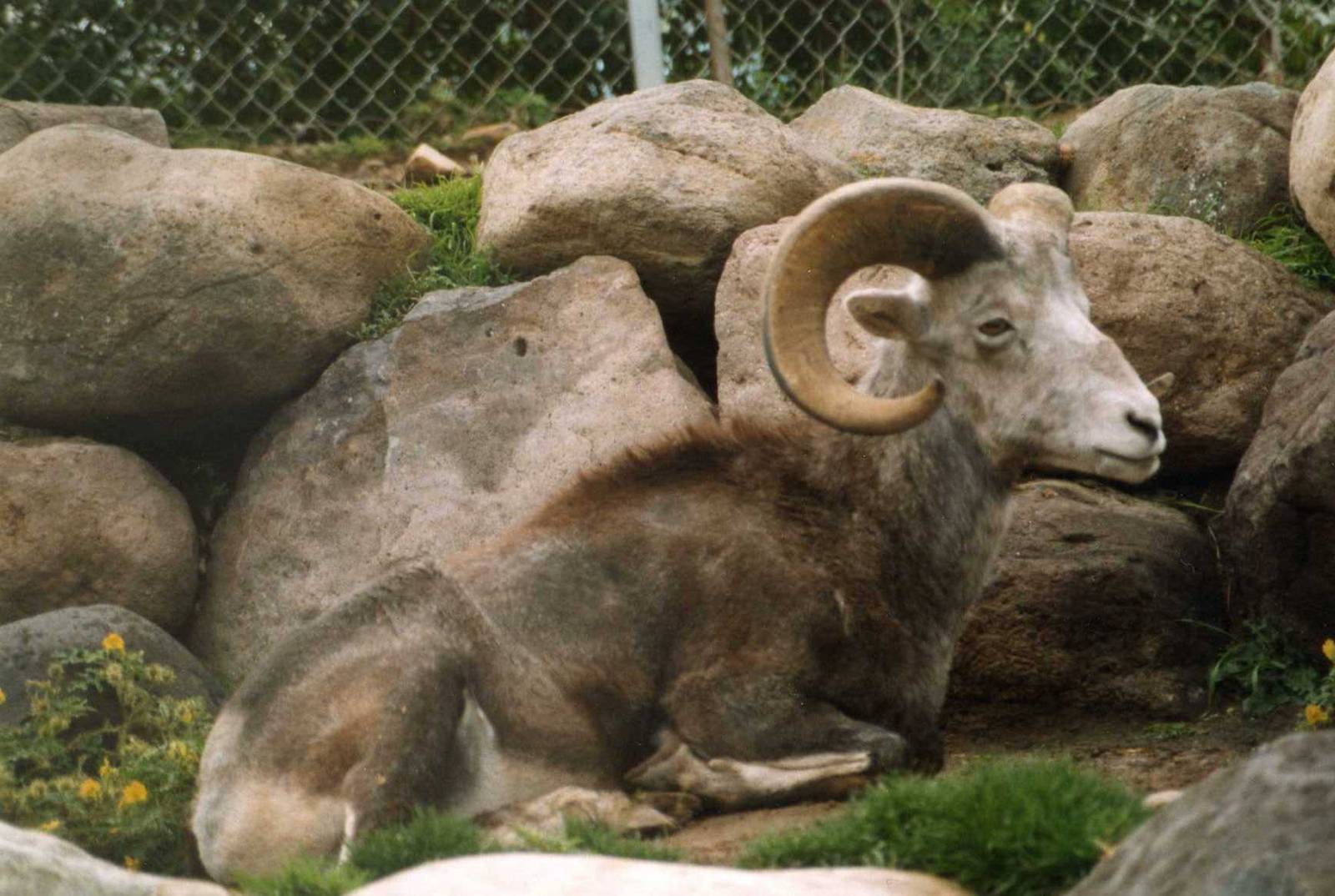 Stone Sheep