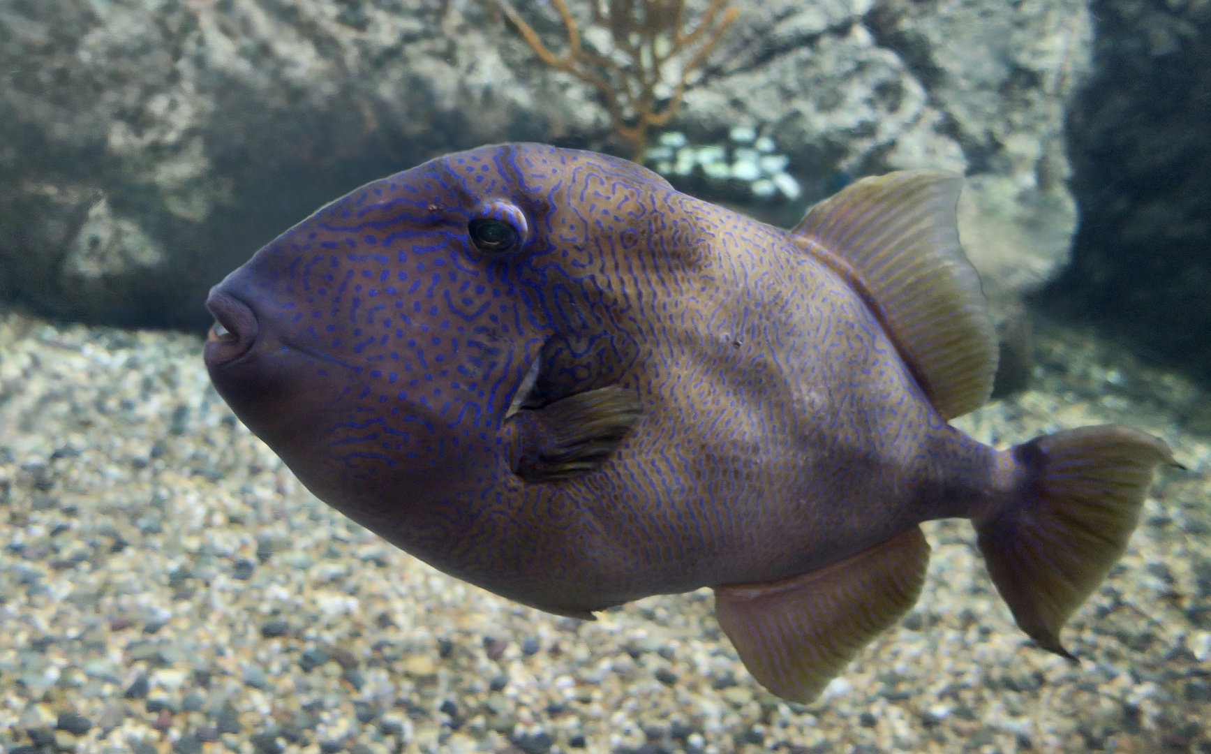 Stone Triggerfish (Pseudobalistes naufragium)